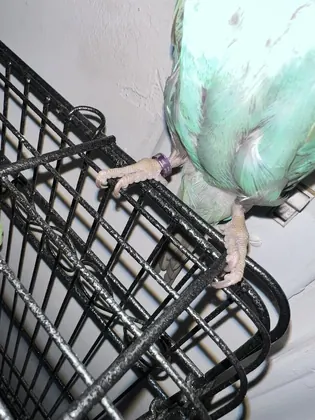 Birds-N-Paradise, business photo 4