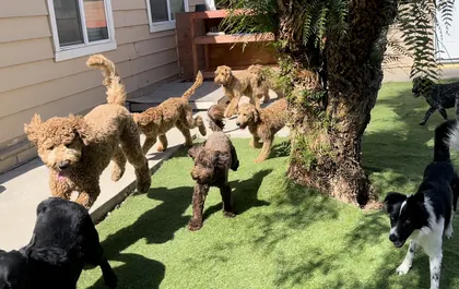 Leashless Dog Training, business photo 2