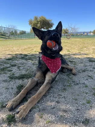 Leashless Dog Training, business photo 3