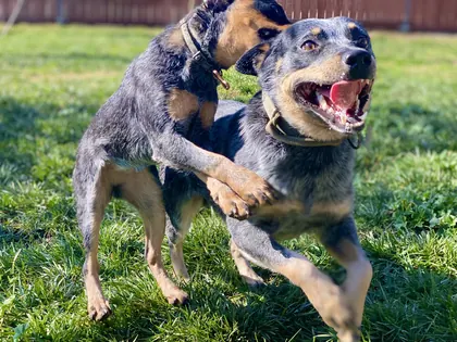 Leashless Dog Training, business photo 4