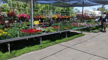 Louie's Nursery & Landscape Materials Inc, business photo 3